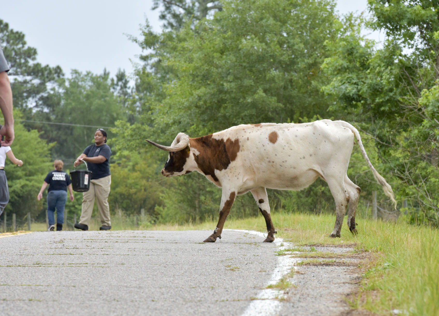 Cattle on the Loose
